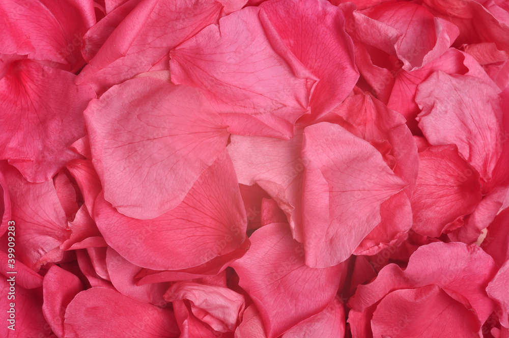 Rose Petals Rose Petals