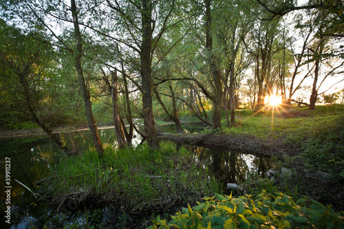 Beautiful riparian forest scenery on a lovely summer evening