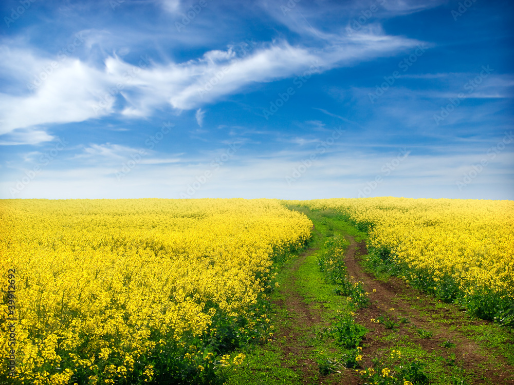 Canola Field under Blue Sky