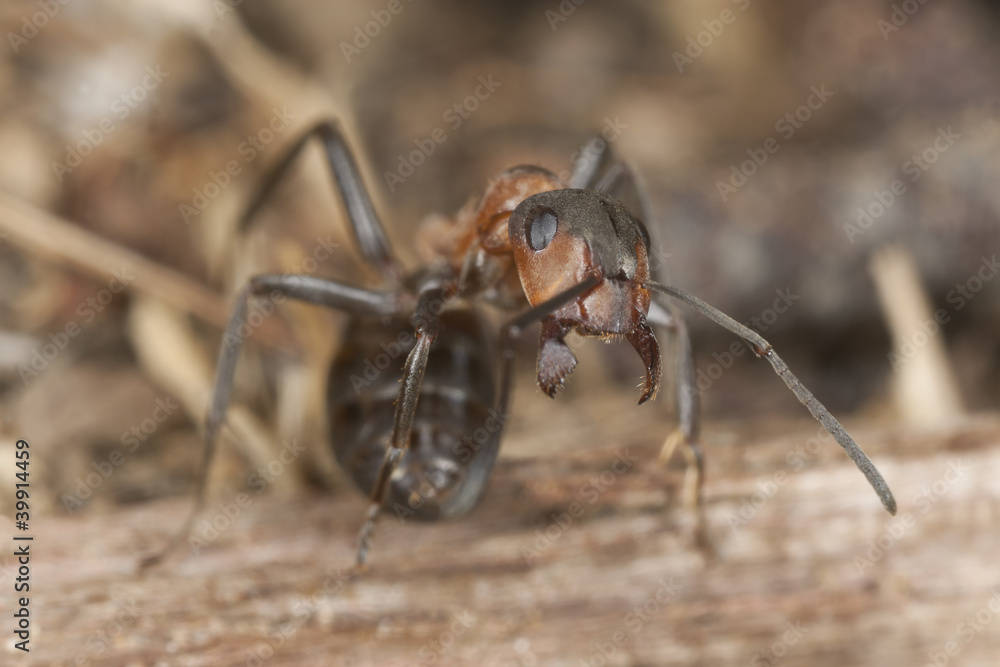 Wood ant (Formica rufa) in defensive position, macro photo