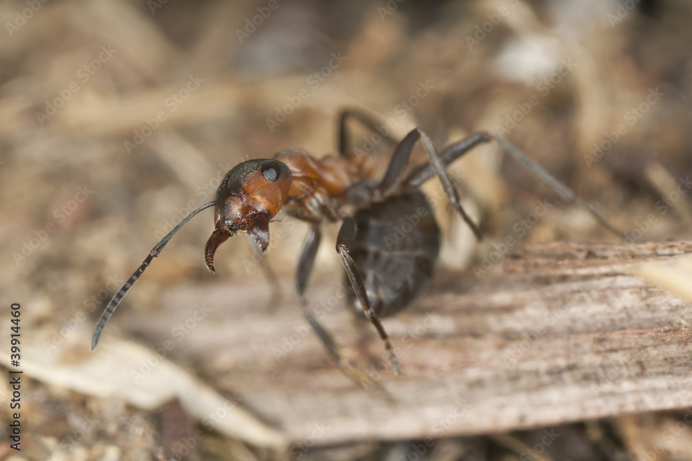 Angry Wood ant (Formica rufa) in defensive position Angry Wood ant (Formica rufa) in defensive position