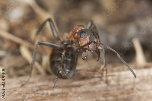 Wood ant (Formica rufa) in defensive position, macro photo