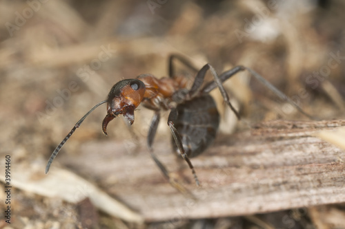 Angry Wood ant (Formica rufa)  in defensive position