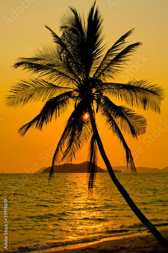 Palm with sunset