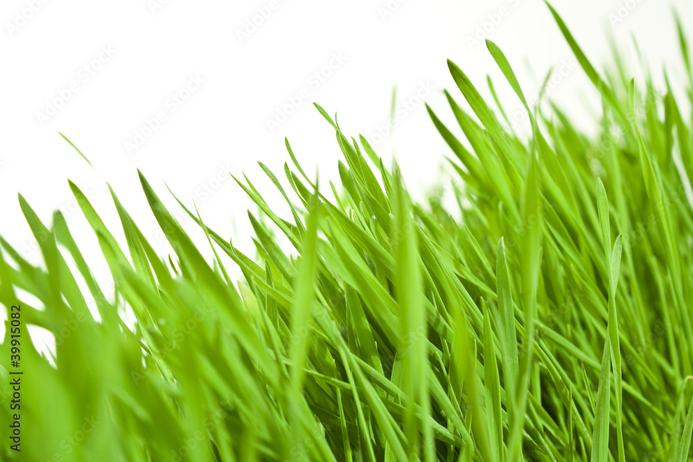 Fototapeta premium fresh wheatgrass