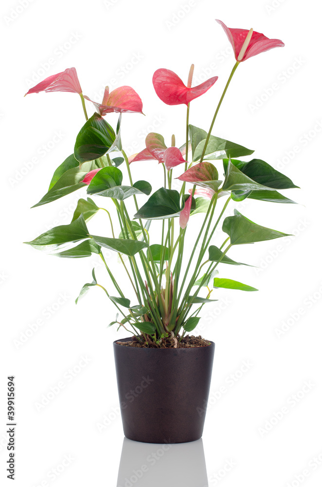 Beautiful Anthedesia anthurium Beautiful Anthedesia anthurium