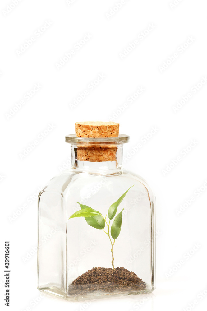small green plantation in transparent glass bottle small green plantation in transparent glass bottle