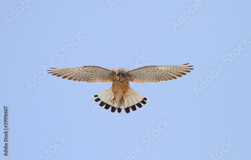 チョウゲンボウ