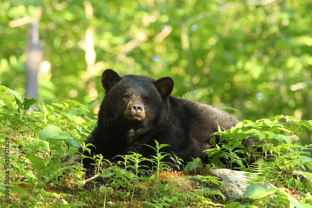 Black Bear resting in the woods Black Bear resting in the woods