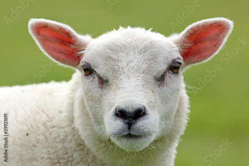 spring lamb
