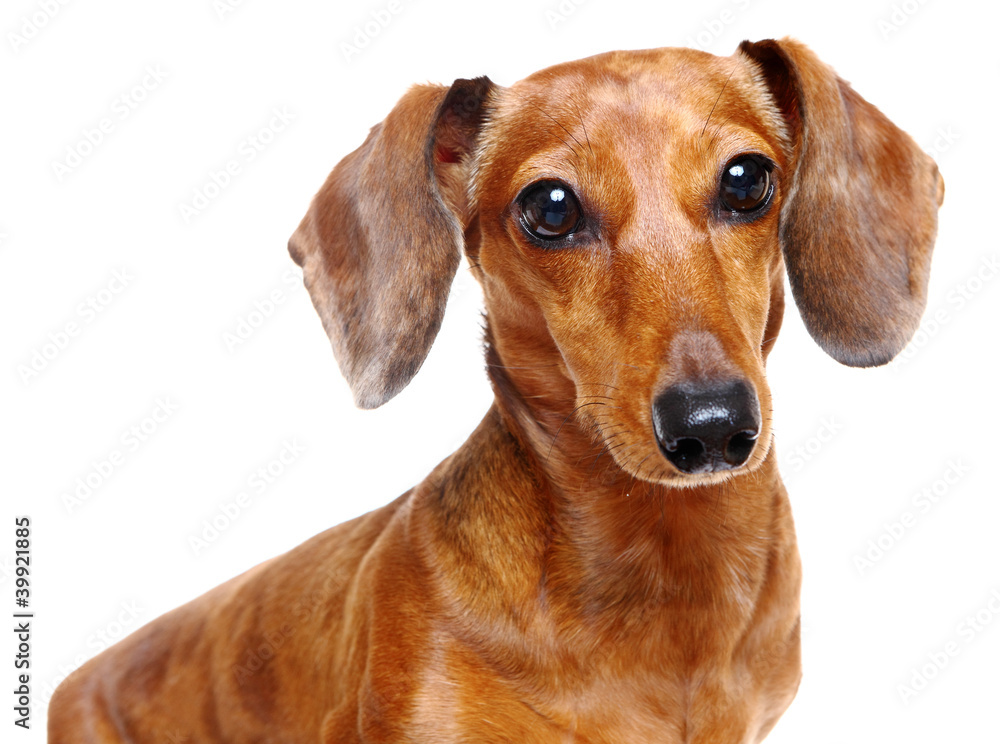 dachshund dog