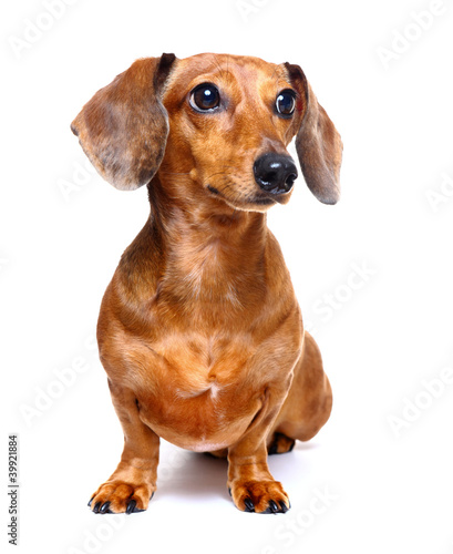 dachshund dog