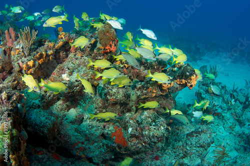 Fototapeta Naklejka Na Ścianę i Meble -  Fish aggregation on a coral tropical reef.