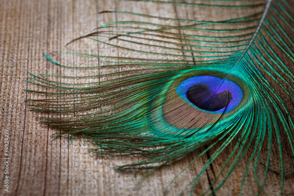 Obraz premium peacocks feather on wooden board