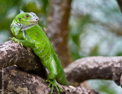 Iguane vert en Guadeloupe.
