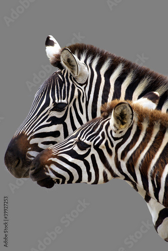 Young  zebra and his mother. Isolated on grey background