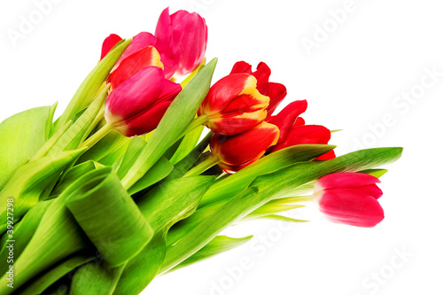 Fototapeta Naklejka Na Ścianę i Meble -  tulip flowers