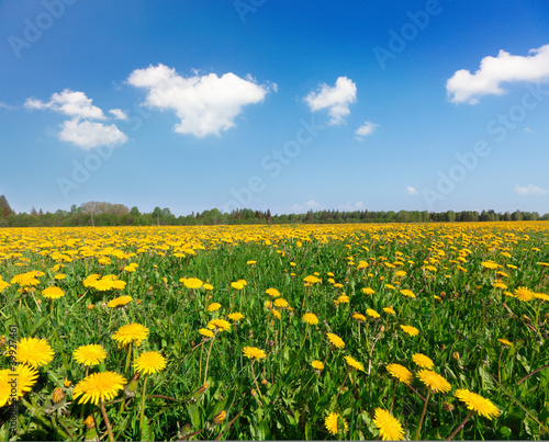 Yellow flowers hill under blue cloudy sky