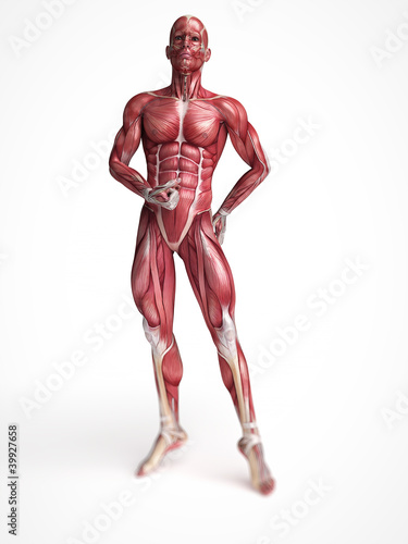 3d rendered scientific illustration of the males muscles © Sebastian Kaulitzki