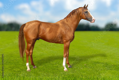 Red warmbllood horse on green grass
