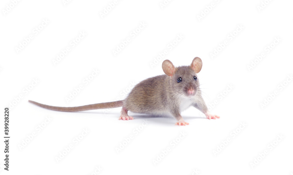 rat rat