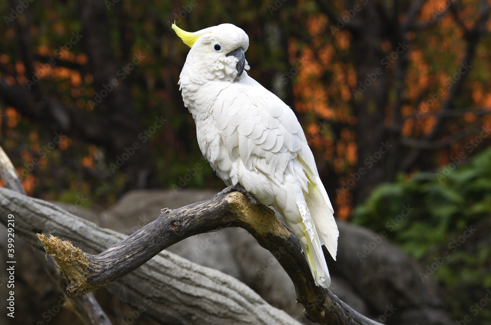 Fototapeta premium White parrot on a branch
