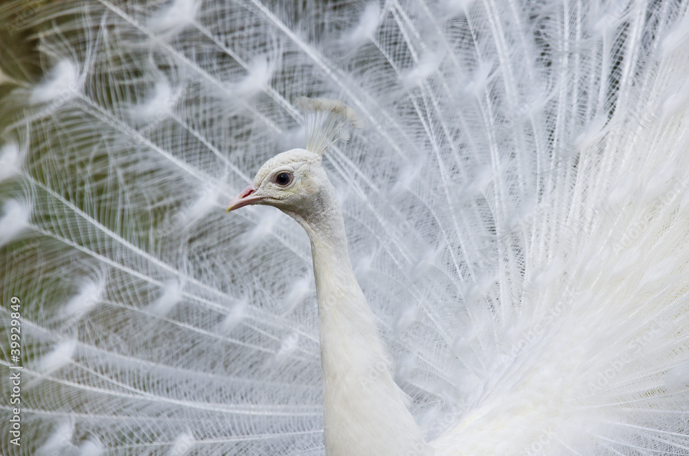 Fototapeta premium Beautiful white peacock