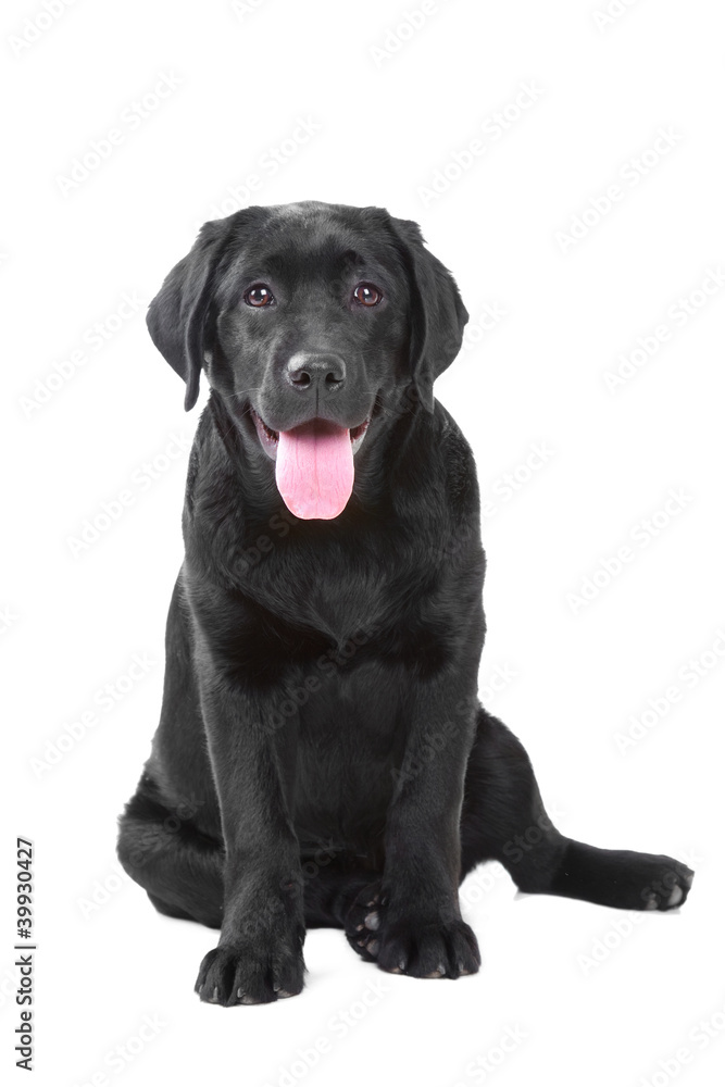 Black Labrador retriever