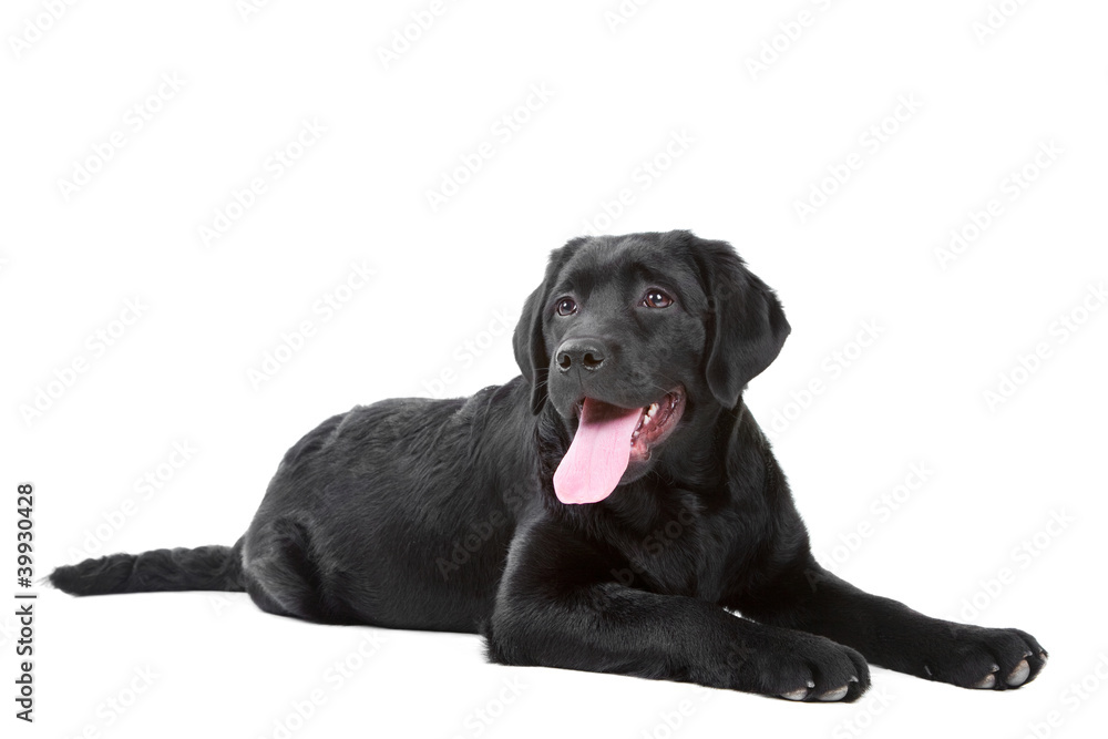Black Labrador retreiver lying on isolated white Black Labrador retreiver lying on isolated white