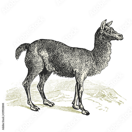 Alpaga