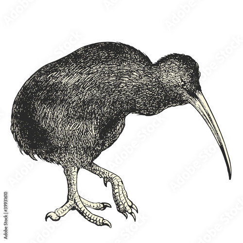 Kiwi (Apteryx australis)
