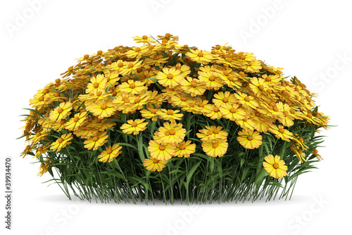 yellow sneezeweed flowers isolated on white background