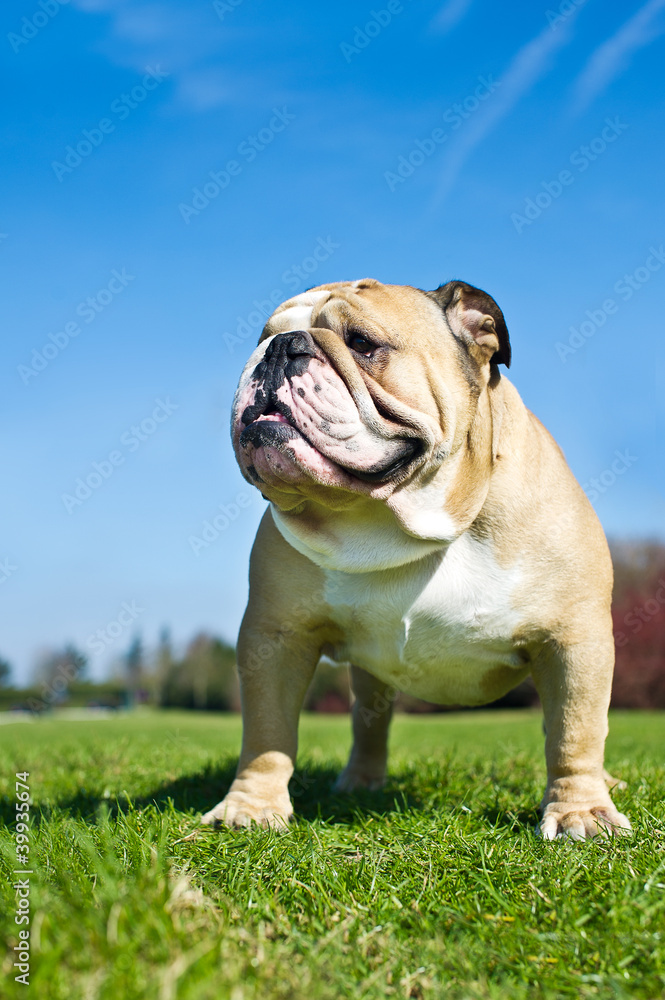 English Bulldog in a grass