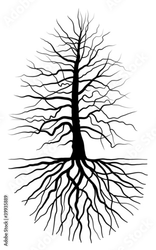 The black silhouette of a tree with root