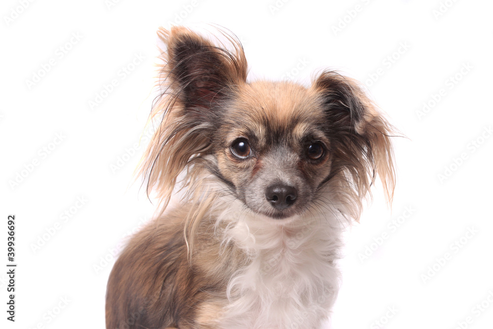 Longhaired chihuahua Longhaired chihuahua