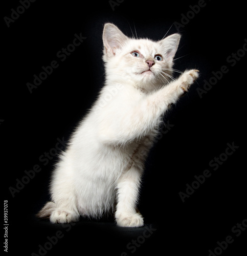 Cute kitten on black background