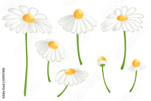 Set of camomile flowers. Matricaria chamomilla