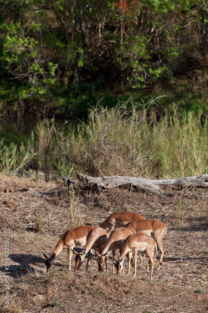 Grant’s gazelles feeding in the bushes