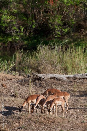Grant   s gazelles feeding in the bushes