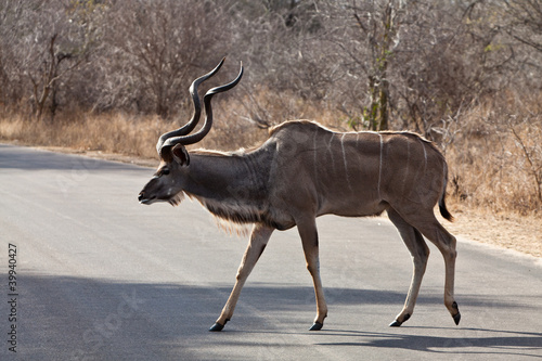 Nyala antelope walking in the bushes