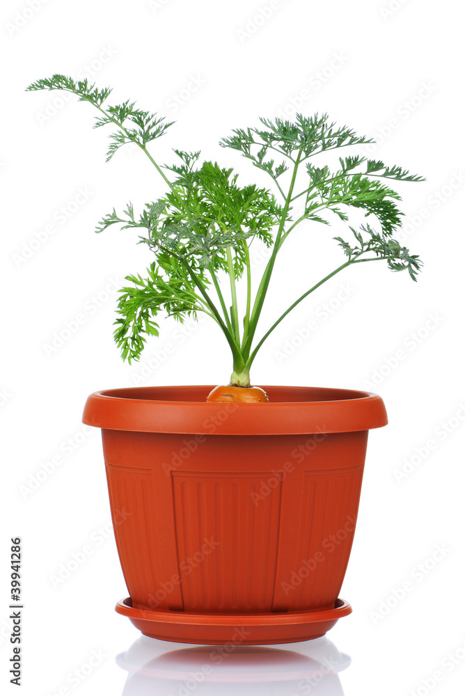 Obraz premium Carrot in plastic pot