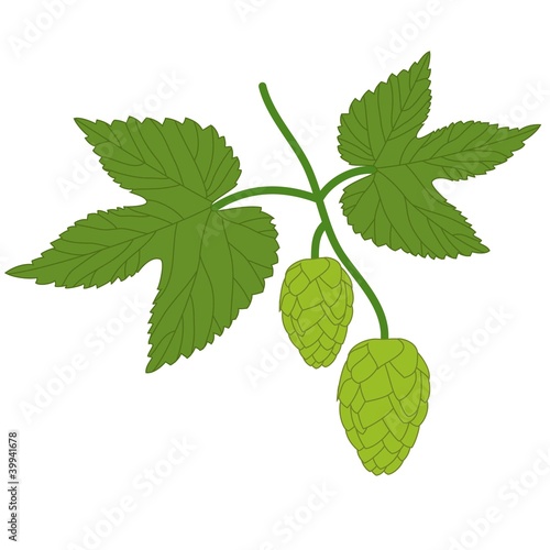 hop plant