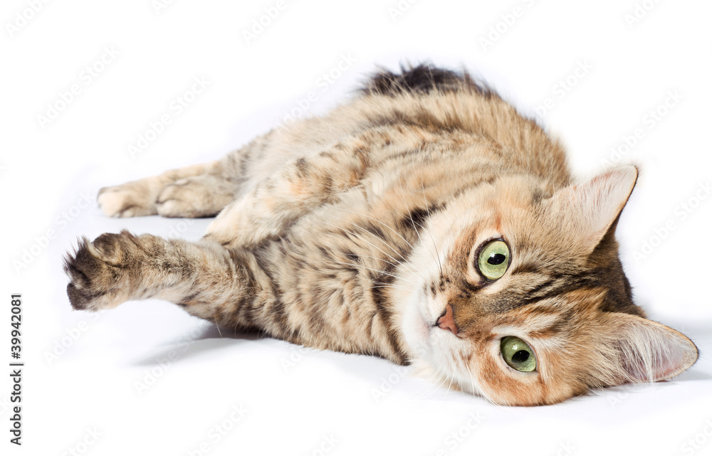 Obraz premium Big tabby cat