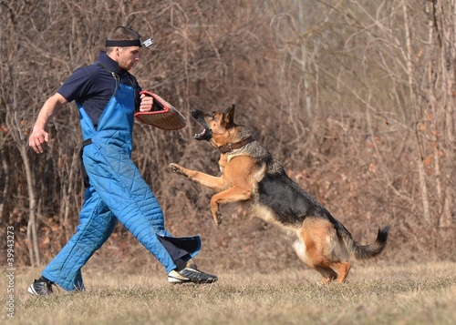 dressage du chien photo