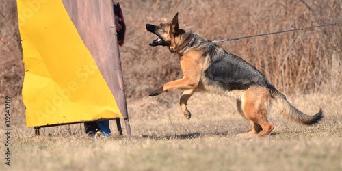 berger allemand photo