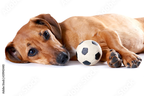 The red dachshund with a ball lies © Azaliya (Elya Vatel)