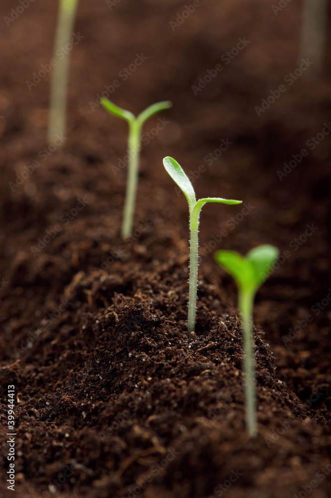 Green seedling Green seedling