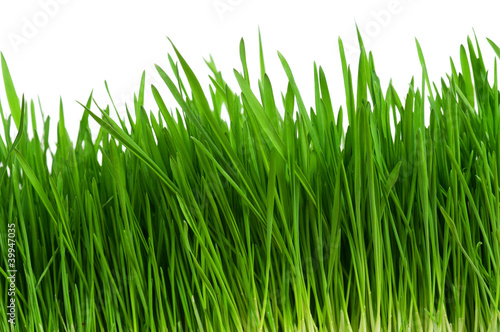 Wheat grass