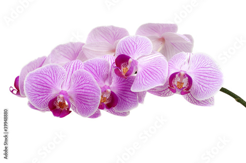 Orchid