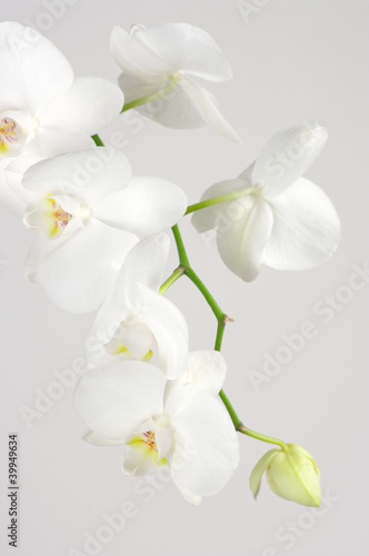 Fototapeta Naklejka Na Ścianę i Meble -  Orchid branch